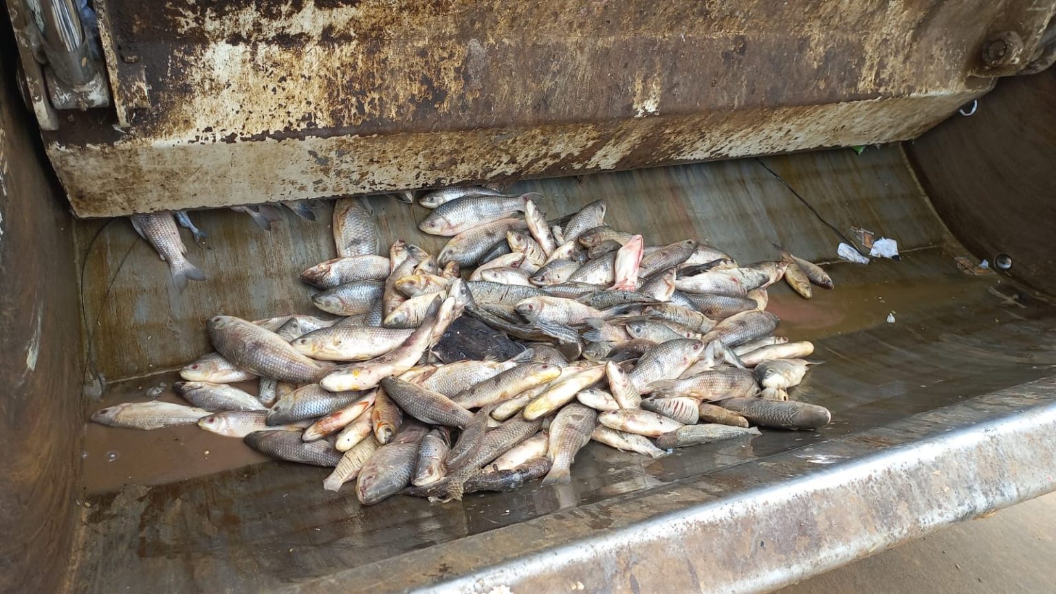 Vídeo mostra descarte de peixe estragado em caminhão de lixo no mercado de Cruzeiro do Sul