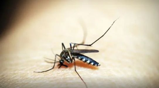 Acre registra mais de 8 mil casos de dengue e tem 2º maior índice de incidência do país