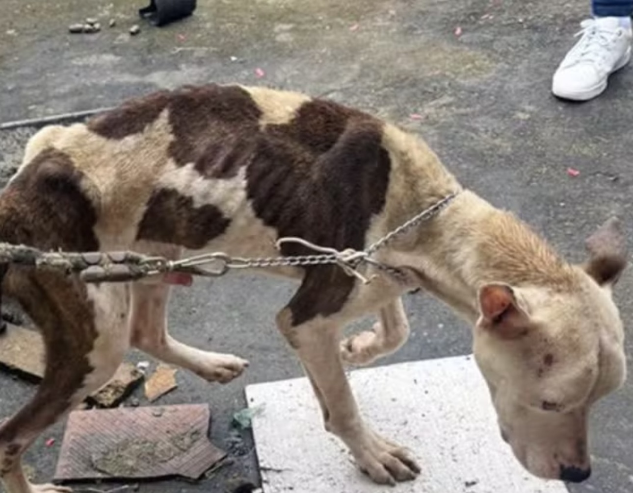 Homem é condenado a dois anos de prisão por maus-tratos a cachorros em Feijó