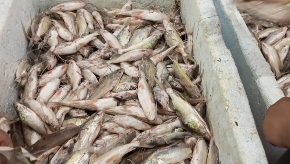 Em Cruzeiro do Sul: Com a piracema, mandi chega em grande quantidade e com preço mais baixo