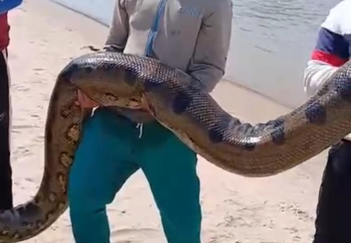 Sucuri gigante é capturada por pescadores no rio Juruá, próximo à comunidade Esperança, em Porto Walter