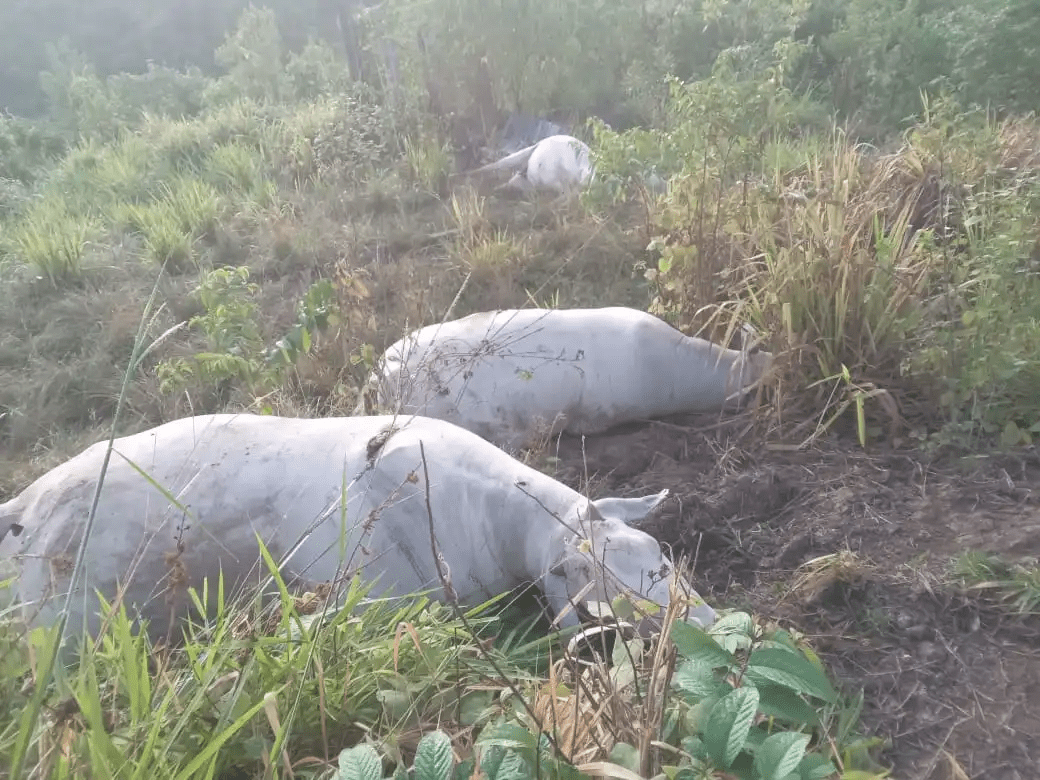 Poste de energia cai em fazenda e três novilhas prenhes morrem eletrocutadas