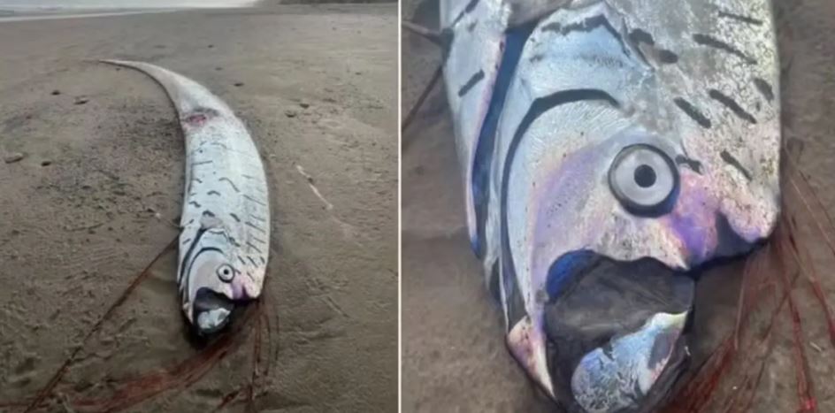 ‘Peixe do fim do mundo’ é achado na areia de praia