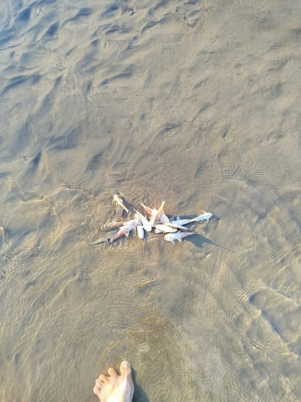 Jordão: Peixes mortos no rio Murú preocupam moradores, que pedem ajuda das autoridades