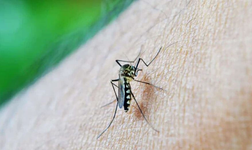 Acre vai na contramão do país e tem aumento de quase 140% nos casos de dengue em 2025
