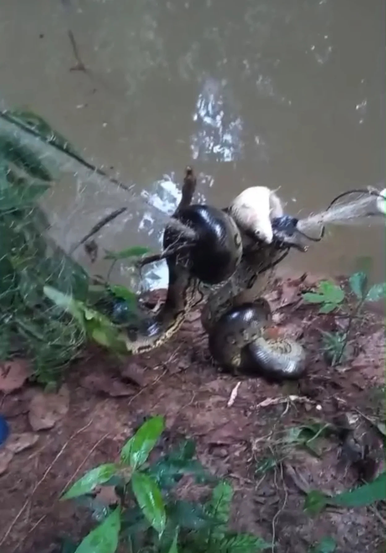 Cobra grande é flagrada atacando malhadeira para comer peixe no Acre
