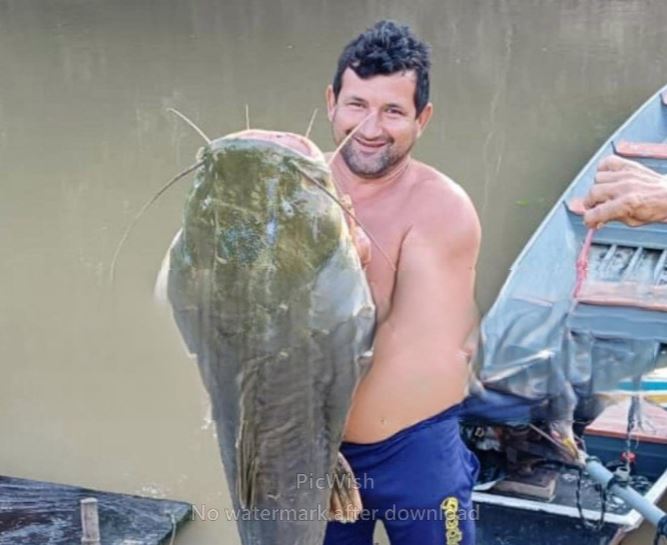 Pescador de Rodrigues Alves fisga jundiá de mais de 80 kg no Rio Paraná dos Mouras