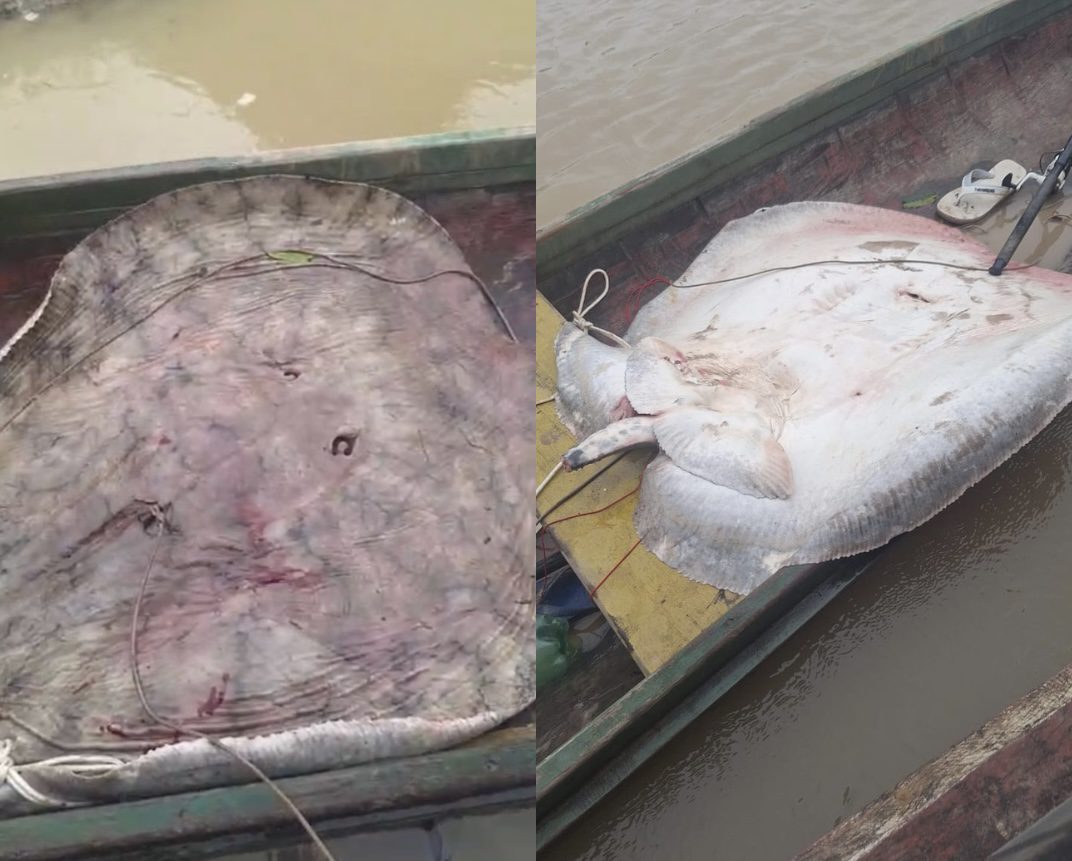 Pescadores fisgam arraia de mais de 60 quilos em cidade próxima a Sena Madureira
