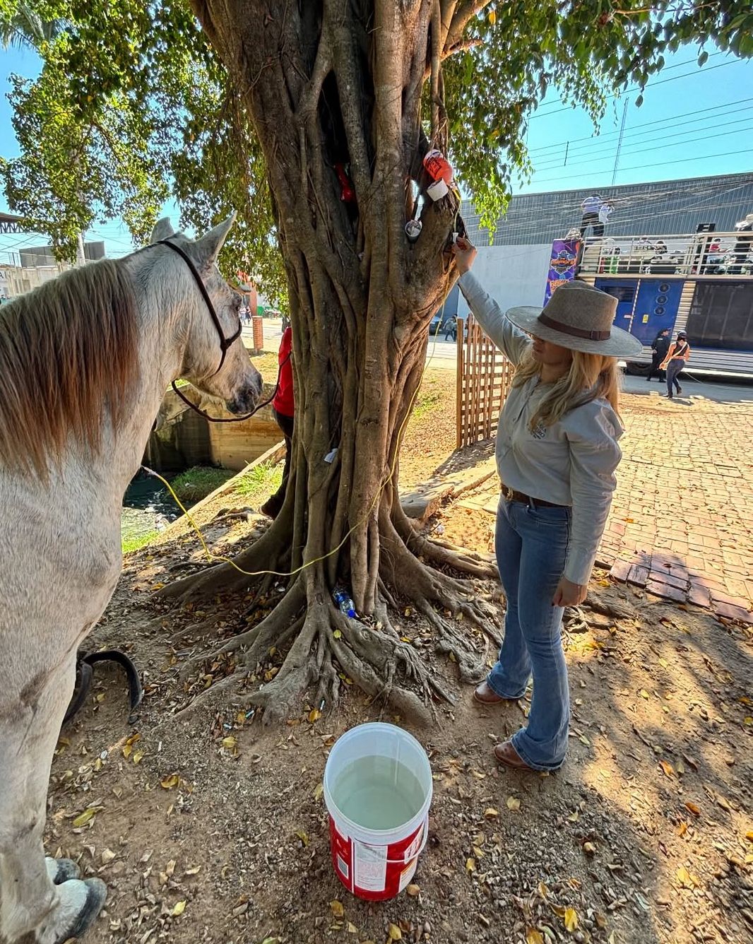 Cavalo que passou mal durante a Cavalgada 2025 é atendido por veterinária: ‘Se recupera bem