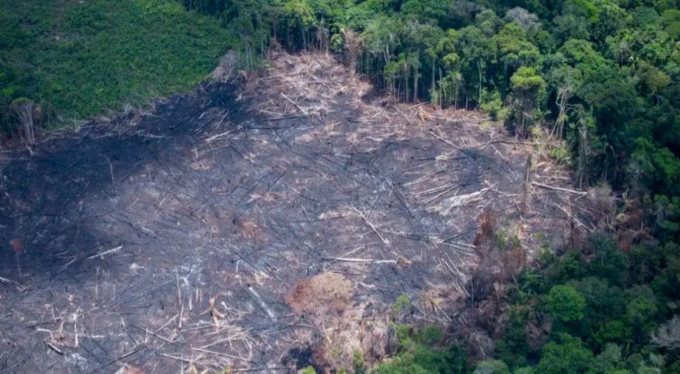 Réu é condenado a pagar R$ 2 milhões por desmatamento ilegal em Boca do Acre